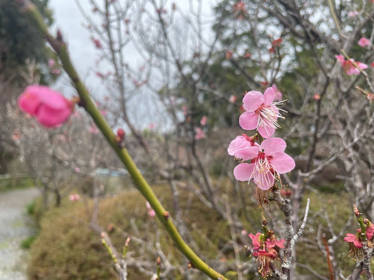 京都の梅の名所の一つ梅宮大社へ。残念ながらピークを過ぎていましたが遅咲きの...