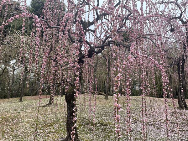 日本・京都府「京都の和フレンチと梅の花」の写真：午後からはこちらも京都の梅の名所城南宮へ...