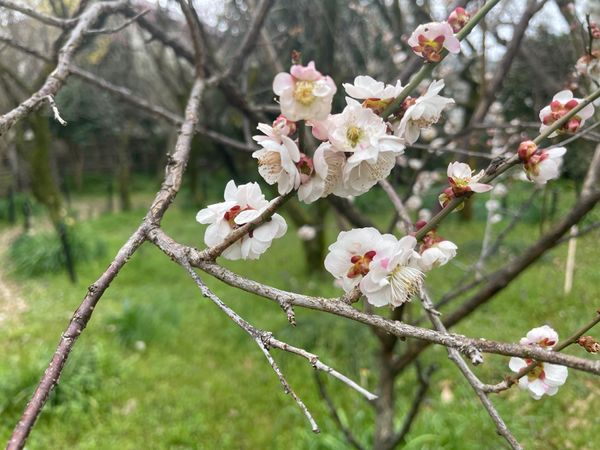 日本・京都府「京都の和フレンチと梅の花」の写真：京都の梅の名所の一つ梅宮大社へ。残念なが...