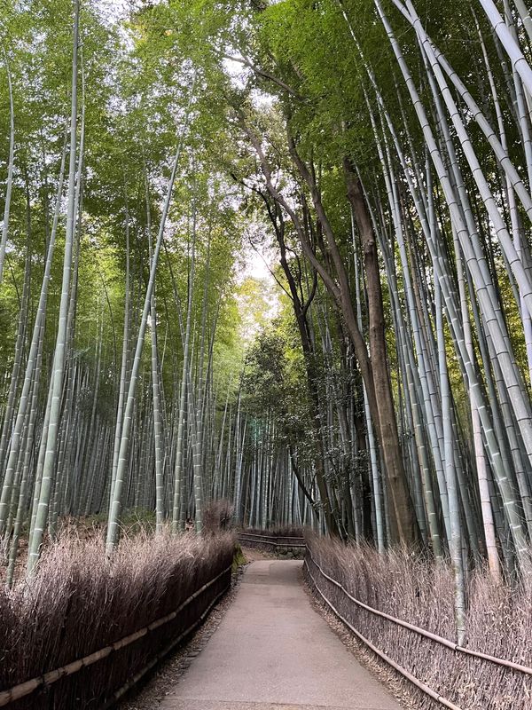 日本・京都府「京都・大阪旅行」の写真