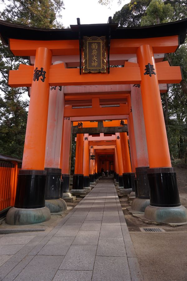 日本・京都府「京都・大阪旅行」の写真：稲荷大社〜清水寺〜金閣寺〜渡月橋〜竹林〜...
