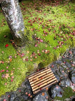 銀閣寺　紅葉2021
