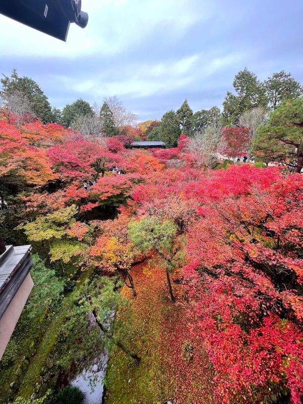 「京都紅葉2020」の写真：東福寺　紅葉2021