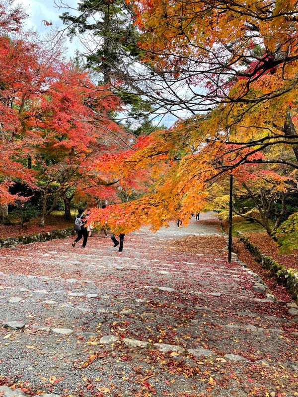 「京都紅葉2020」の写真：二尊院　紅葉2020