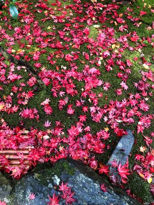 銀閣寺　紅葉2021