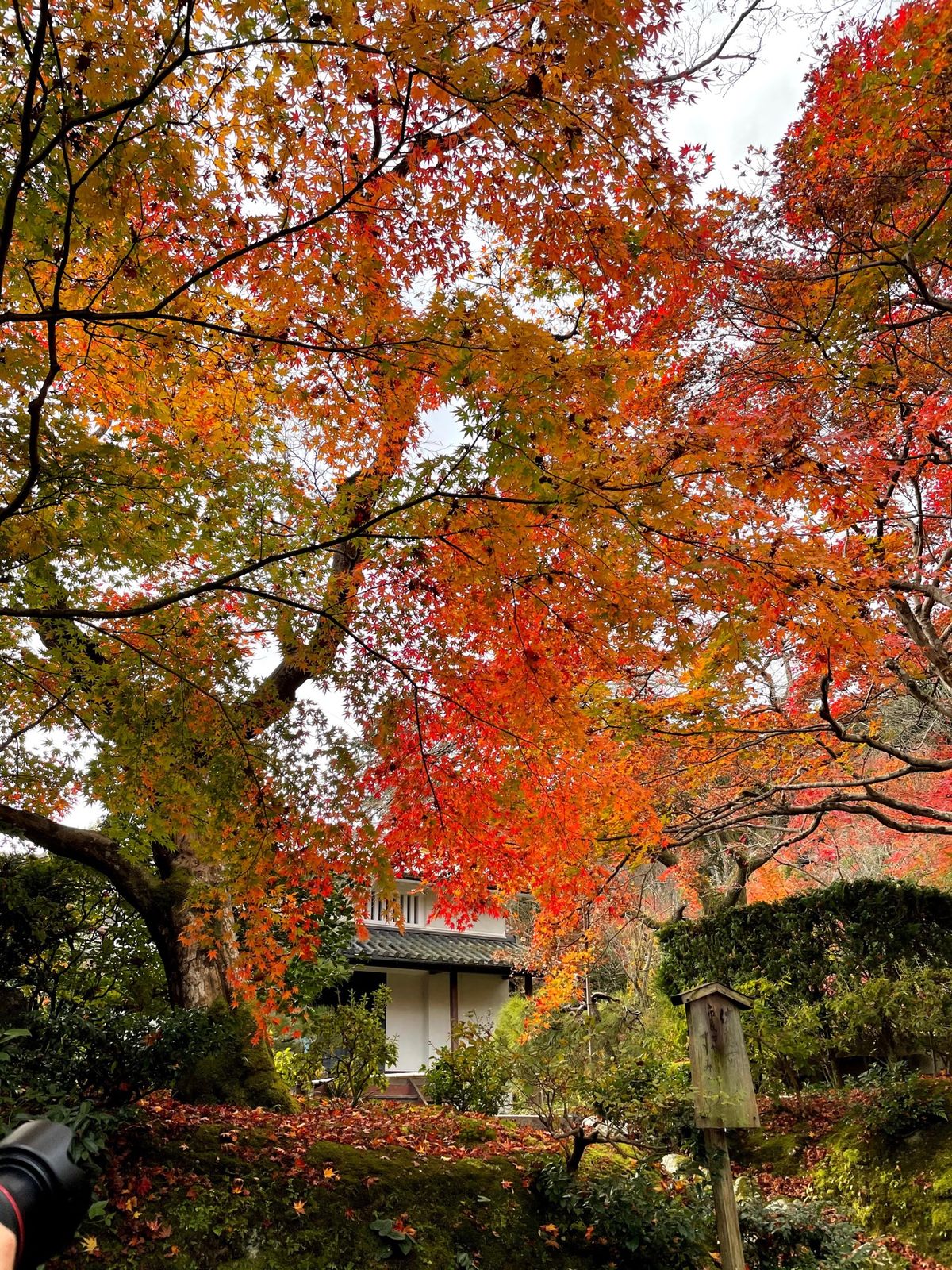 常寂光寺　紅葉2020