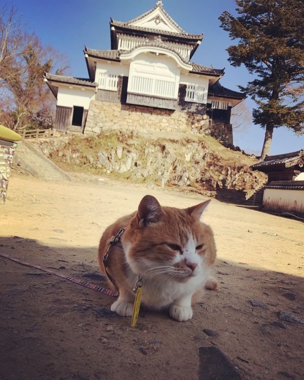 日本・岡山県「プチッと」の写真