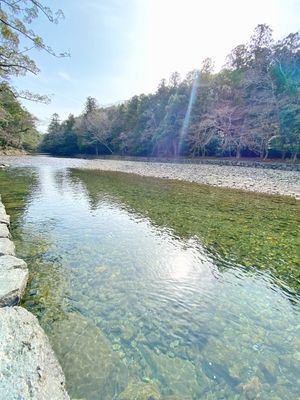 良い天気で、桜が咲いていました🌸