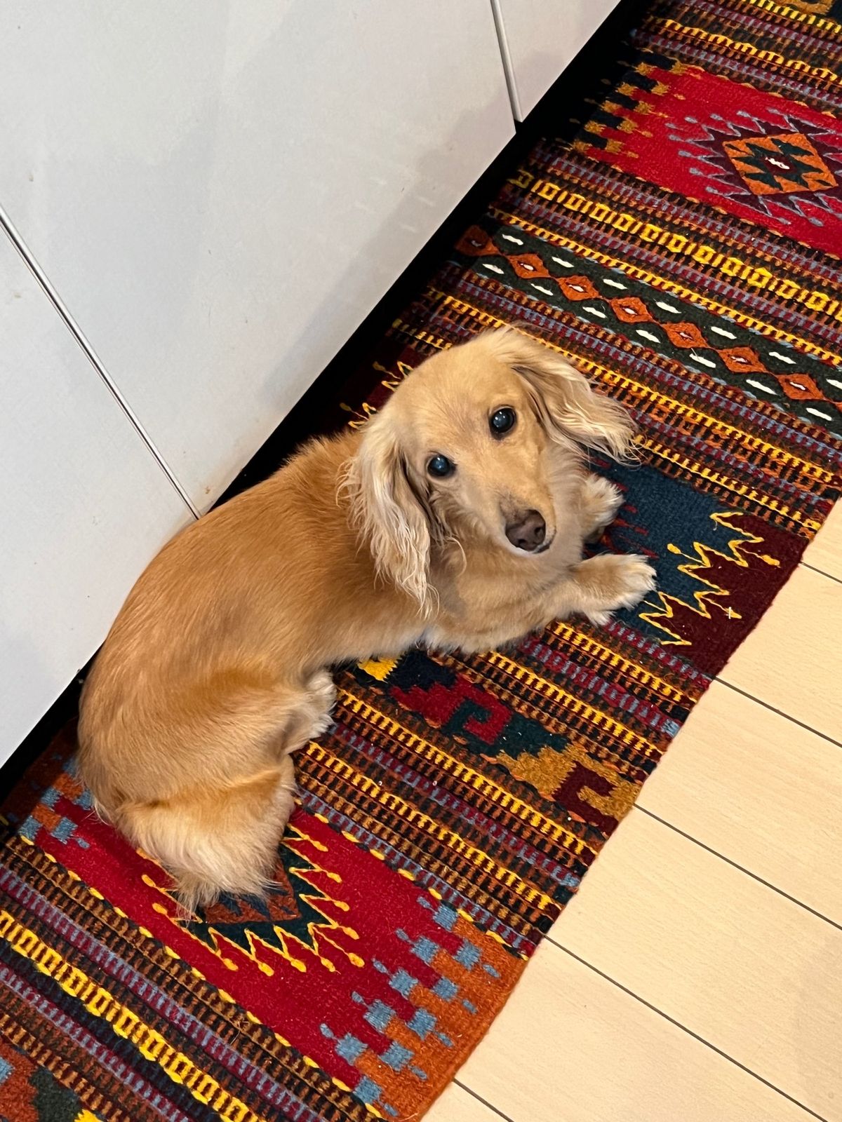 オアハカで買ったタペテをキッチンに敷いたら
早速愛犬がキッチンにいるときは...