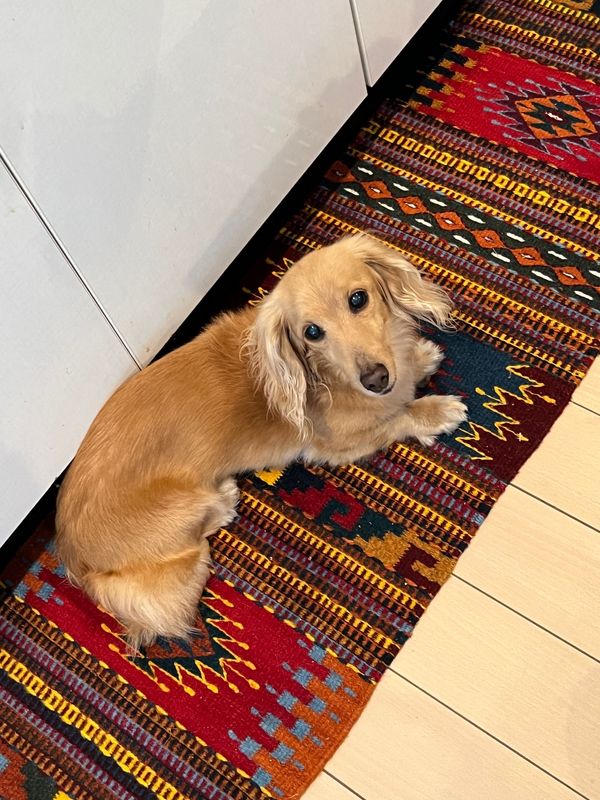 メキシコ・メキシコシティ「帰国後待機がなくなったのでついに海外旅行再開🙌」の写真：オアハカで買ったタペテをキッチンに敷いた...