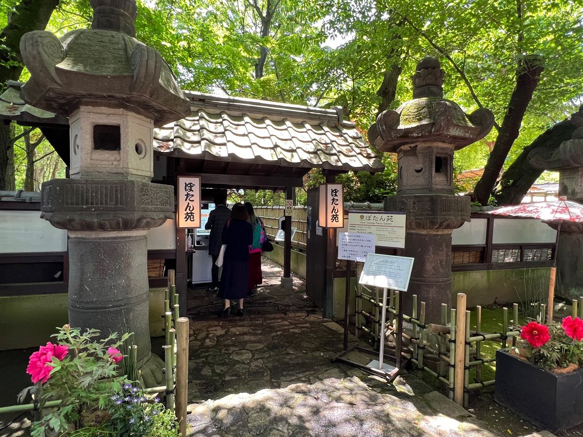 上野東照宮ぼたん苑

国立博物館も動物園も撃沈で失望してたら
ちょうど牡丹...