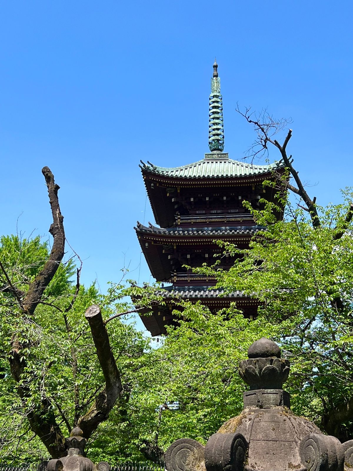 上野東照宮ぼたん苑

鯉のぼりが上がってるのをみて
あぁ！日本はこどもの日...