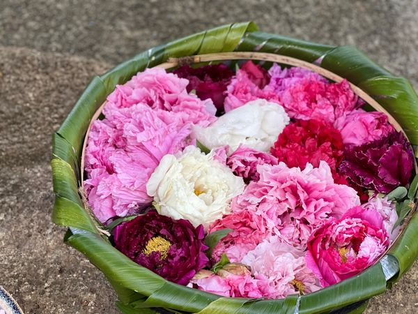 メキシコ・メキシコシティ「帰国後待機がなくなったのでついに海外旅行再開🙌」の写真：上野東照宮ぼたん苑

見事な牡丹たちでした☺️