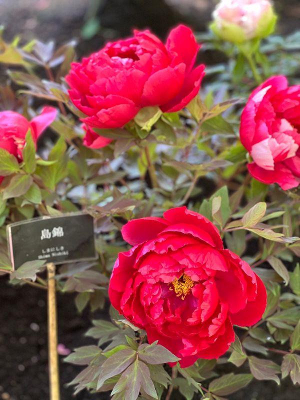 メキシコ・メキシコシティ「帰国後待機がなくなったのでついに海外旅行再開🙌」の写真：上野東照宮ぼたん苑

鯉のぼりが上がって...