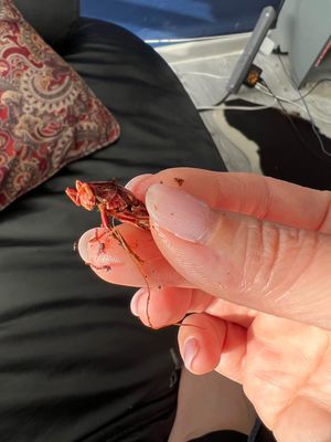 テオティワカンの後にお昼寝をしたせいか
早朝に目が覚めてしまった
朝焼けが...