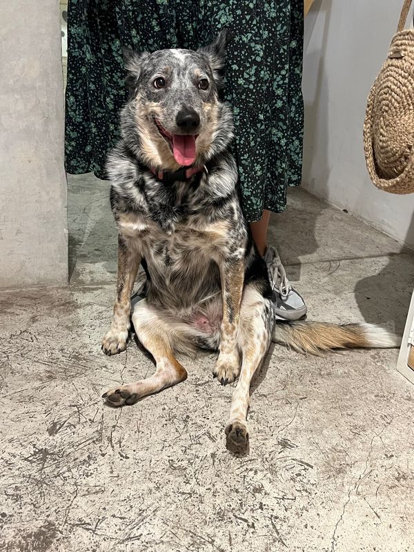 メキシコ・メキシコシティ「帰国後待機がなくなったのでついに海外旅行再開🙌」の写真：Incendiarias

店内の雑貨も...