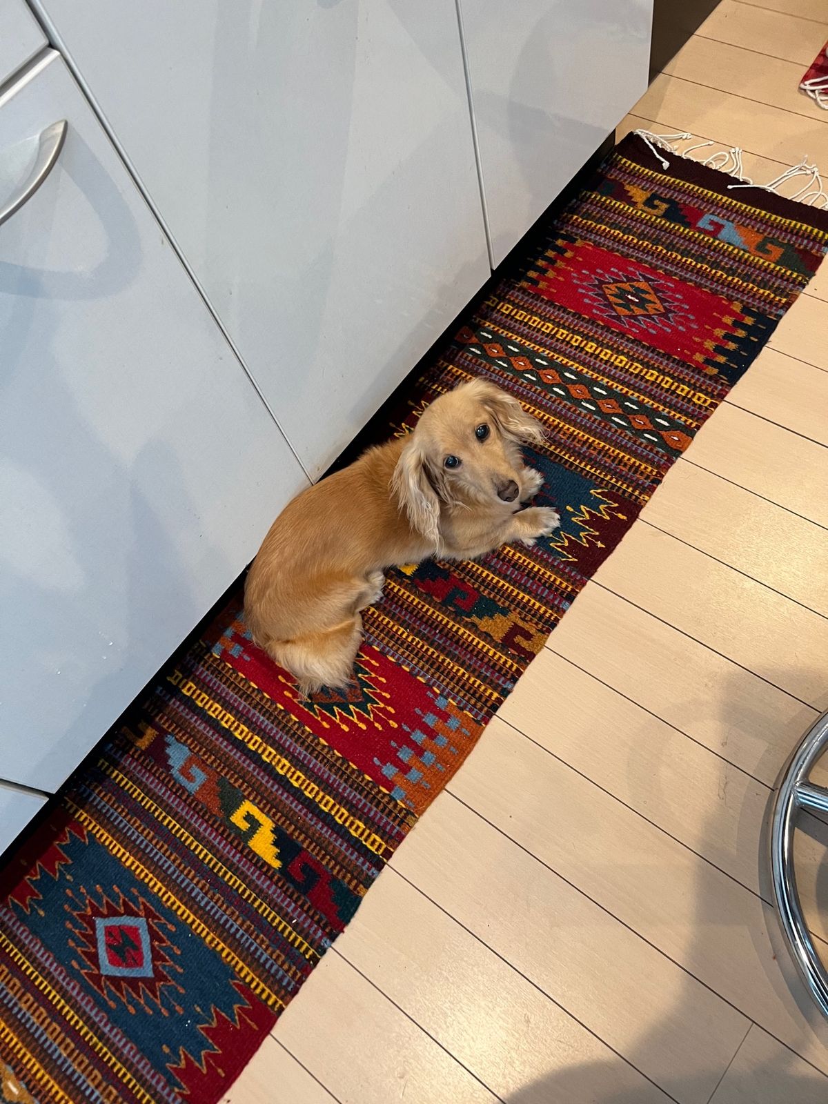 オアハカで買ったタペテをキッチンに敷いたら
早速愛犬がキッチンにいるときは...