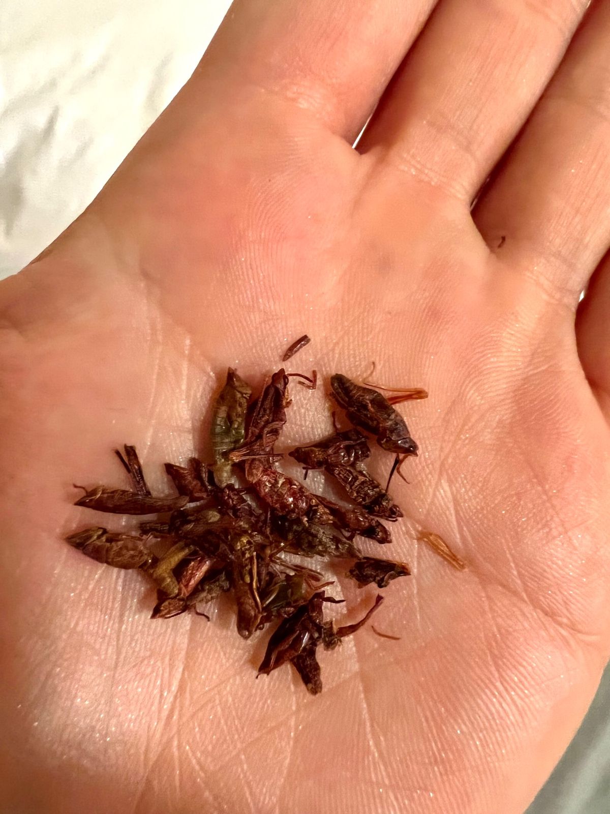 満腹になったから
お昼寝（お夕寝？）しようと一旦ホテルに戻ったときに

そ...