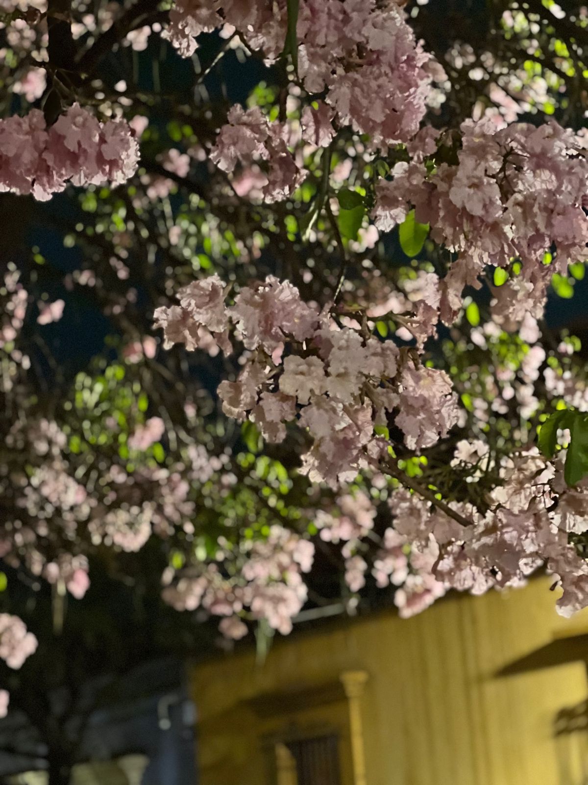 木に顔が彫ってある〜

そしてこの花みると
メキシコに来たなぁって感じる