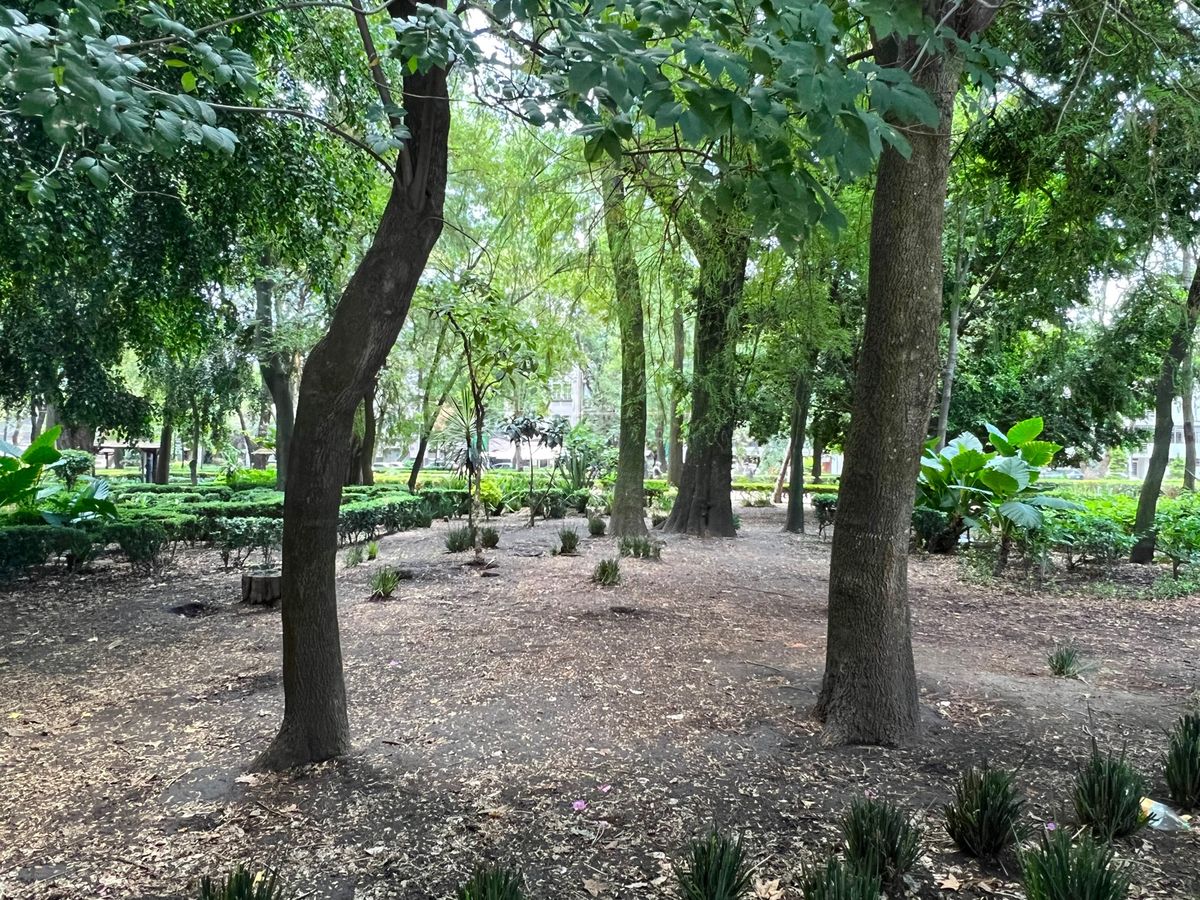 メキシコ公園には噴水や自然部分も🌿

でもあんまり綺麗には整備されていない😅

