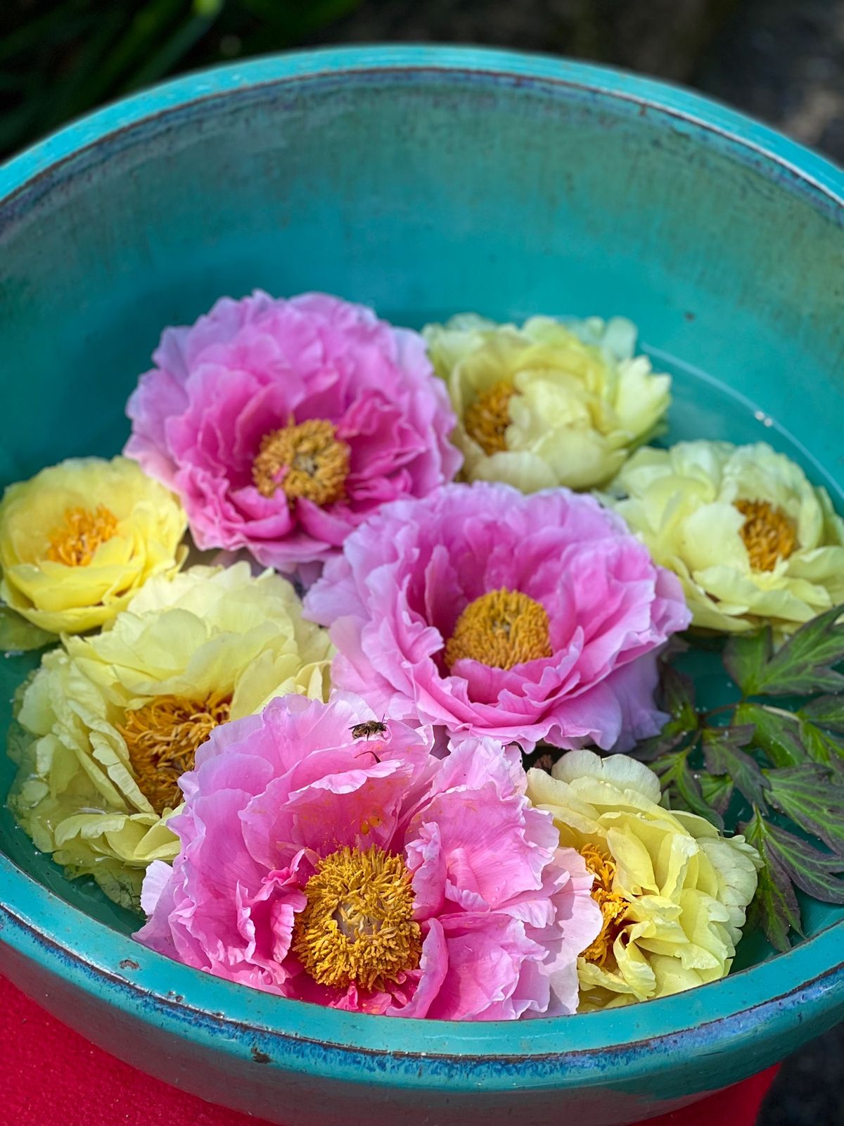 上野東照宮ぼたん苑

見事な牡丹たちでした☺️