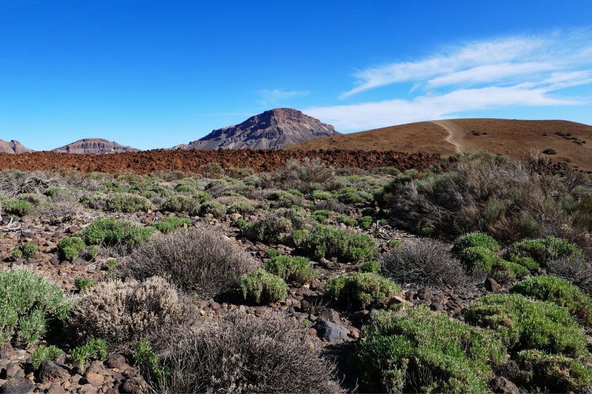 テイデ国立公園