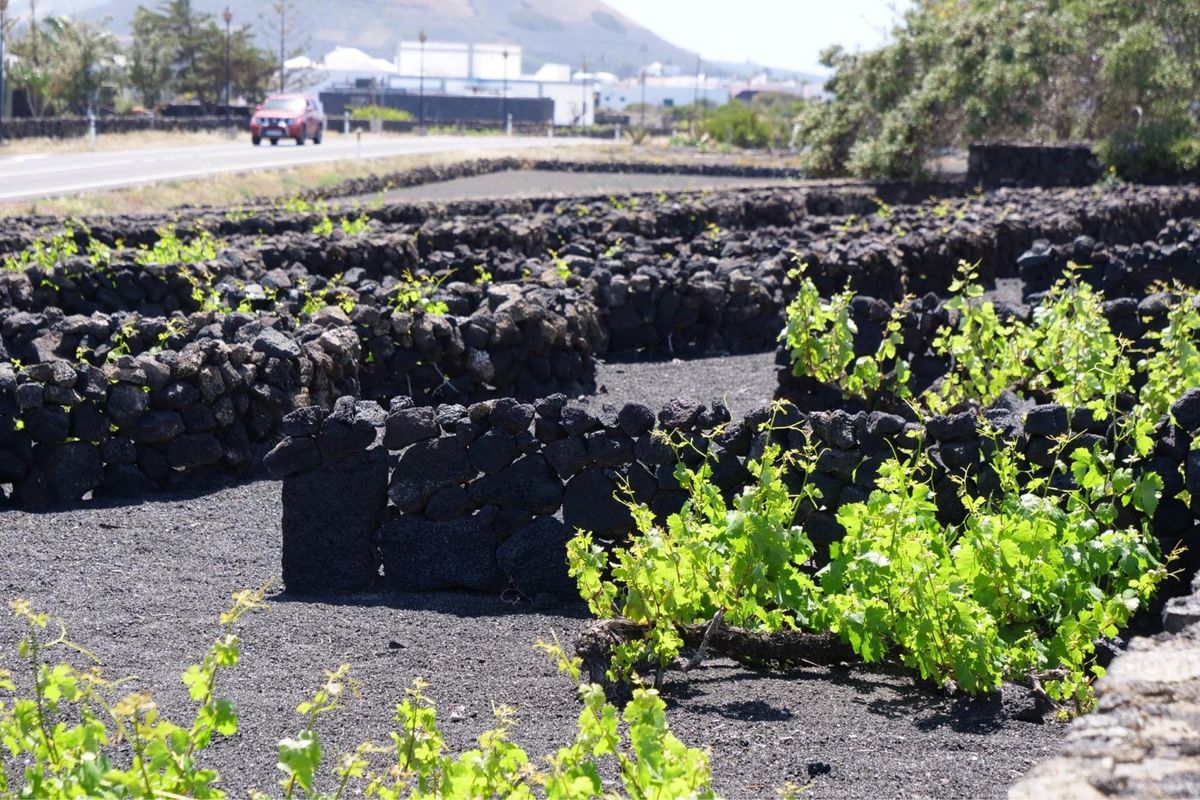 ランサローテ島のブドウ畑
ワイン作りが盛ん