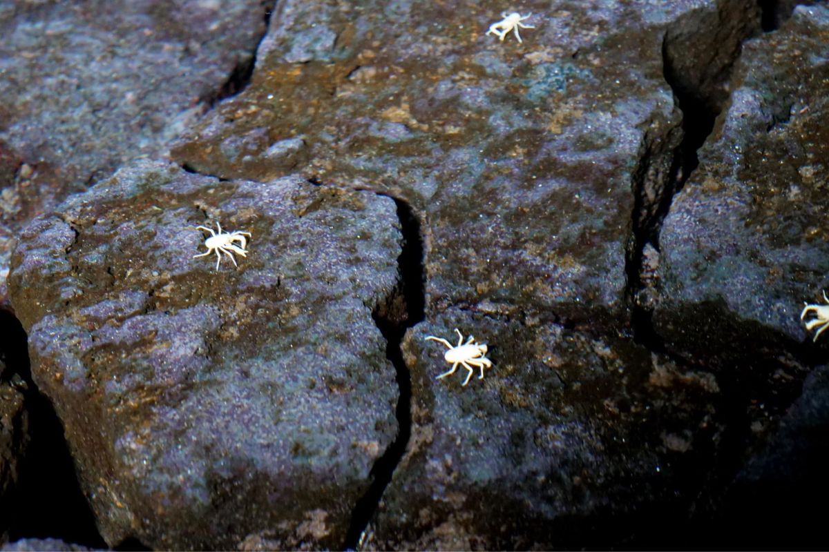 白いザリガニが生息する洞窟