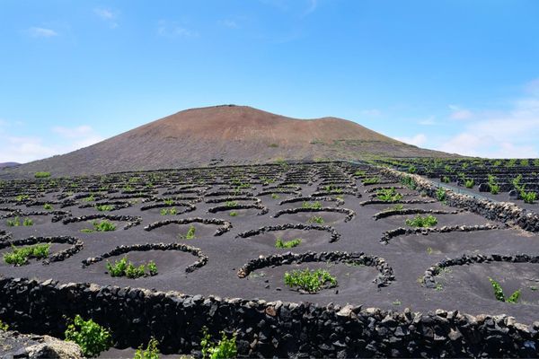 アンドラ「地中海沿岸とカナリア諸島の旅」の写真：ランサローテ島のブドウ畑
ワイン作りが盛ん