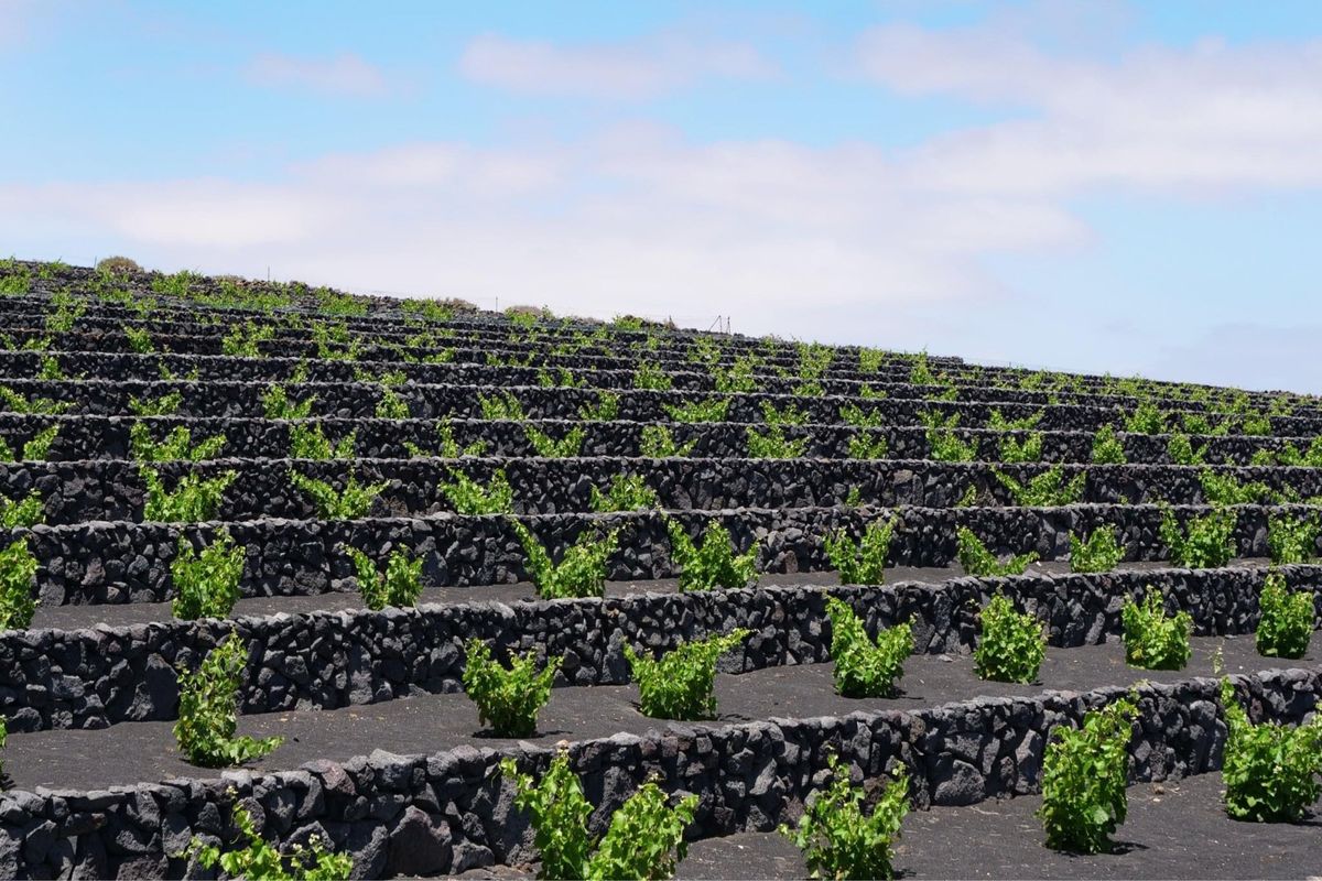 ランサローテ島のブドウ畑
ワイン作りが盛ん