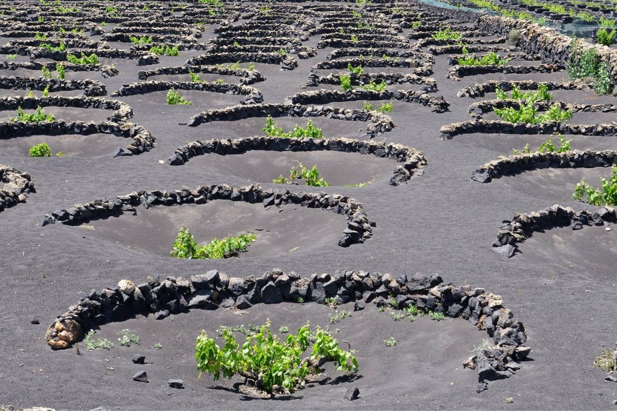 ランサローテ島のブドウ畑
ワイン作りが盛ん