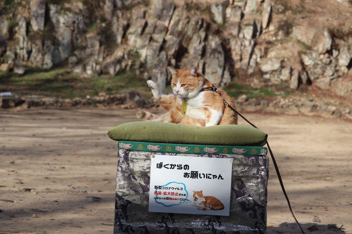 備中松山城は山の上に天守がある珍しい山城。現存天守12城のうちの一つ。想像...