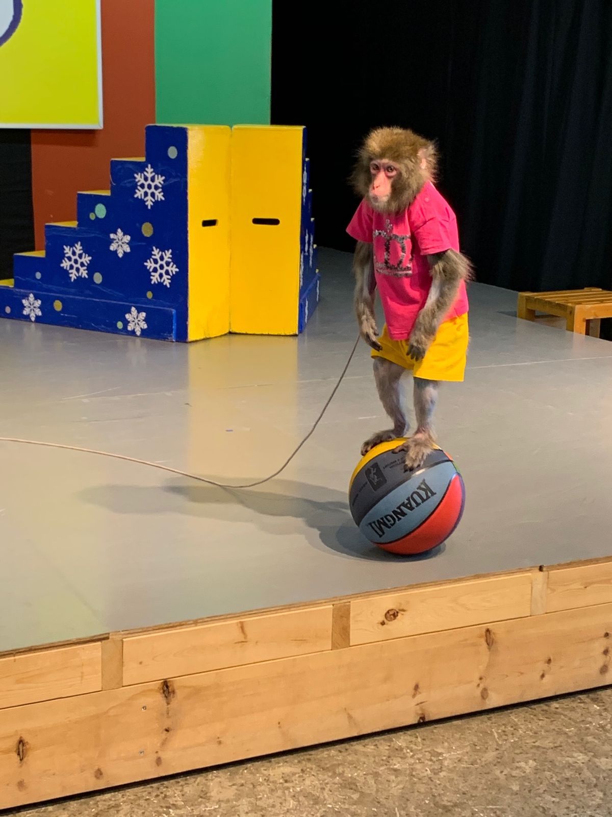 阿蘇カドリー・ドミニオンのカイくん
阿蘇猿回し劇場の5代目チョロ松君とまた吉くん