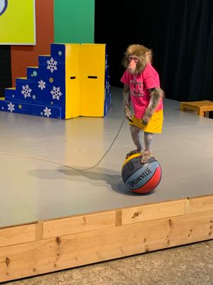 阿蘇カドリー・ドミニオンのカイくん
阿蘇猿回し劇場の5代目チョロ松君とまた吉くん