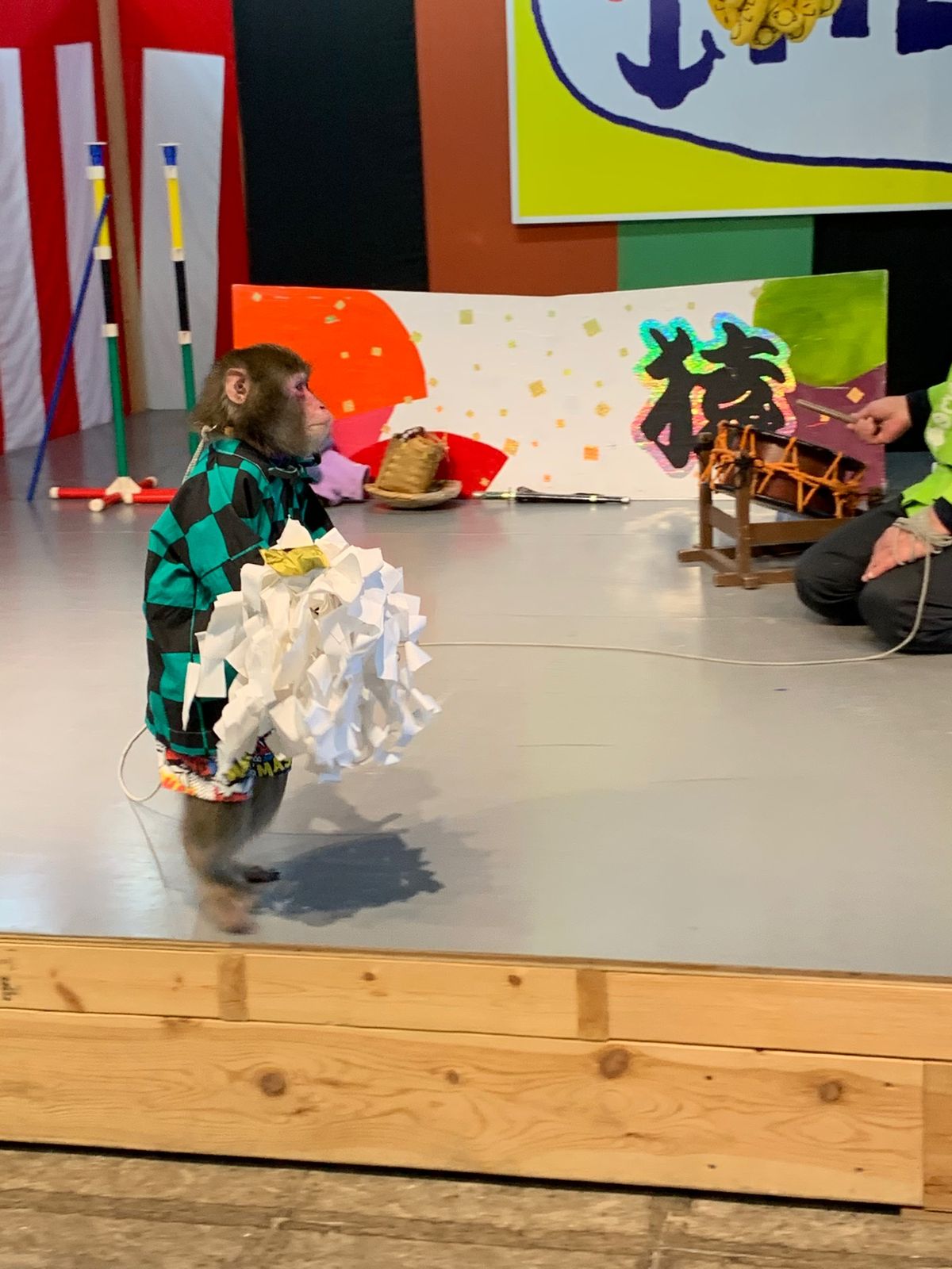 阿蘇カドリー・ドミニオンのカイくん
阿蘇猿回し劇場の5代目チョロ松君とまた吉くん