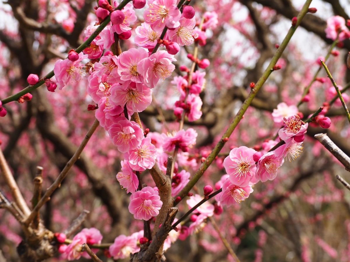叶 匠壽庵 寿長生の郷で梅、レインボーラインでは三方五湖と日本海を観覧
ま...