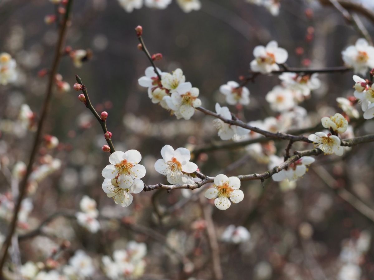 叶 匠壽庵 寿長生の郷で梅、レインボーラインでは三方五湖と日本海を観覧
ま...