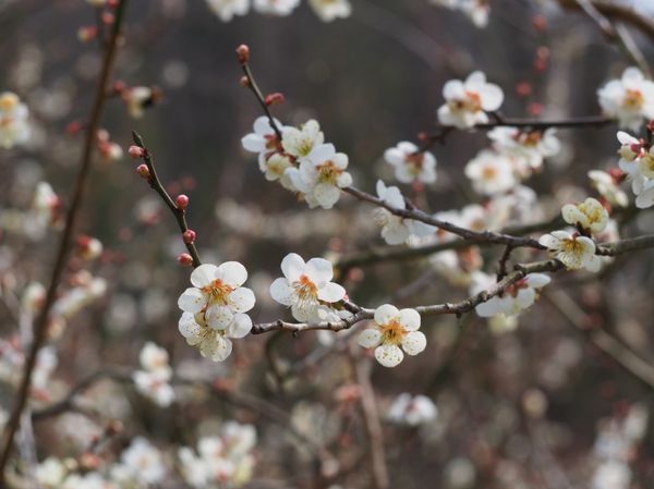 日本・福井「滋賀、福井旅行」の写真：叶 匠壽庵 寿長生の郷で梅、レインボーラ...