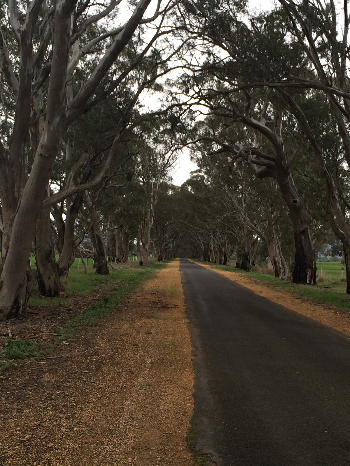 Grampians National Parkへ一泊二日でRoad trip