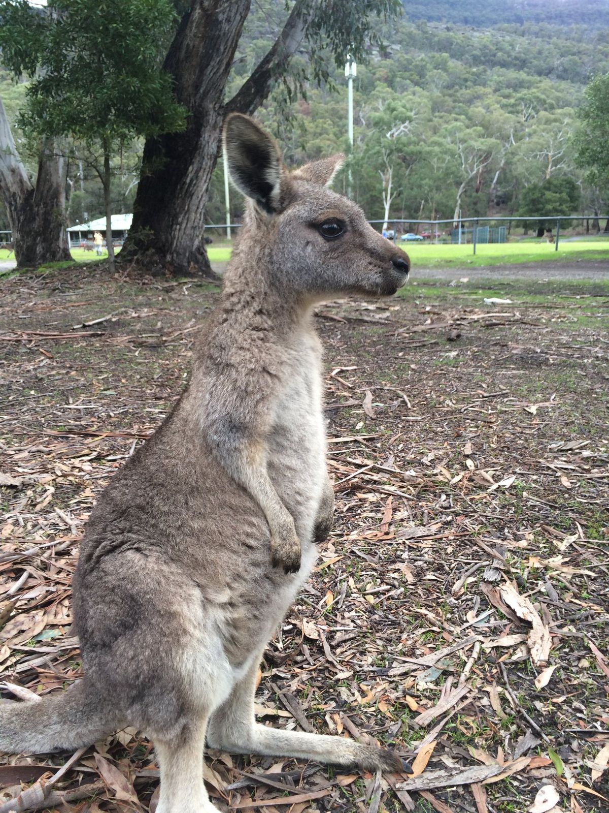 Grampians National Parkへ一泊二日でRoad trip
