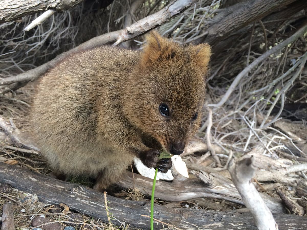 @Rottnest Island
Quokkaを探してレンタサイクルで島一周