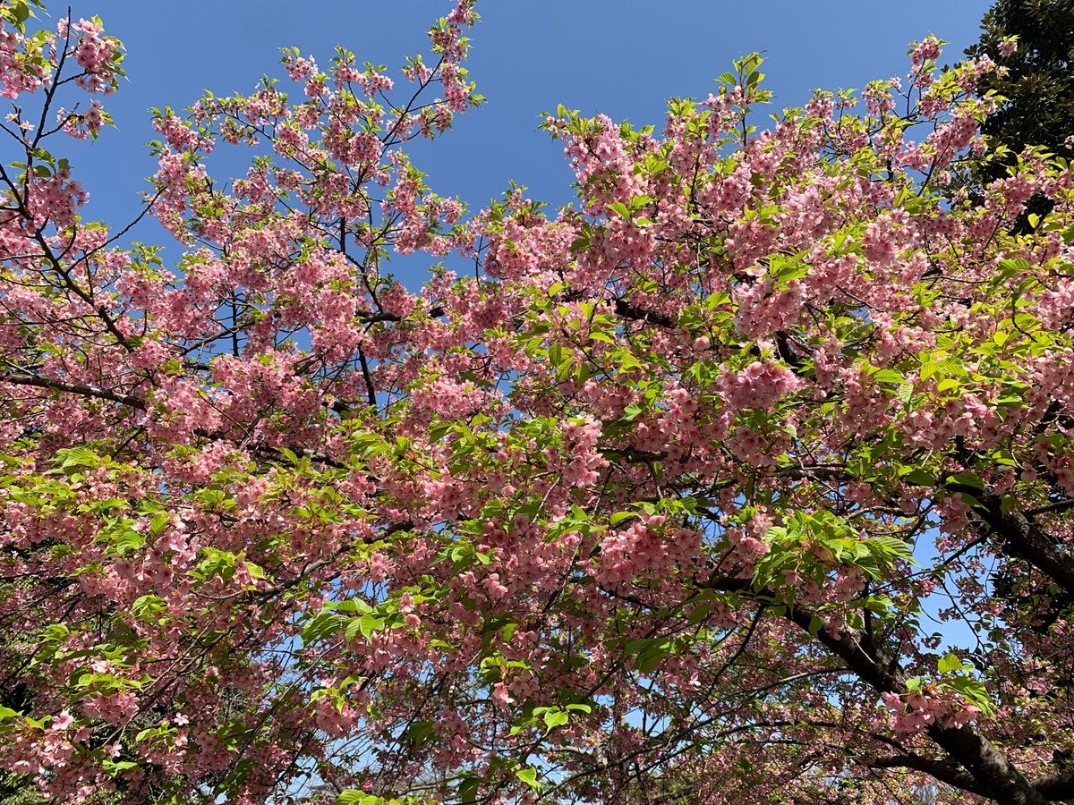 朝食はラウンジで和食をいただき　
皇居に出かけました
予約無く入れる東御苑...