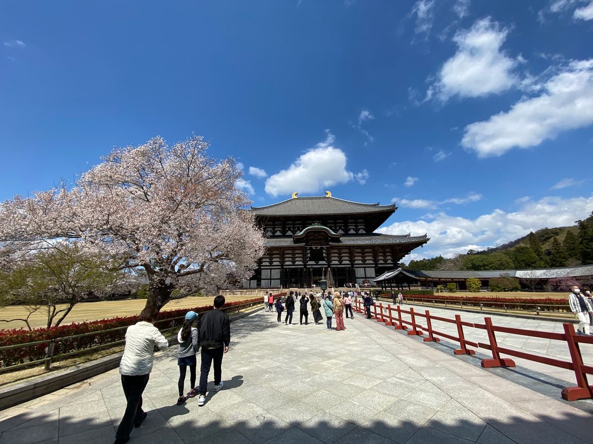 東大寺！
桜が綺麗！
