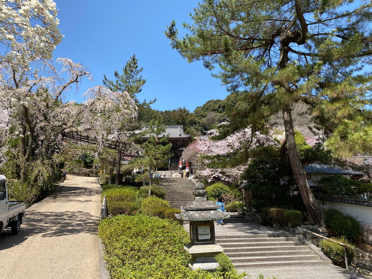 長谷寺！②

桜満開！