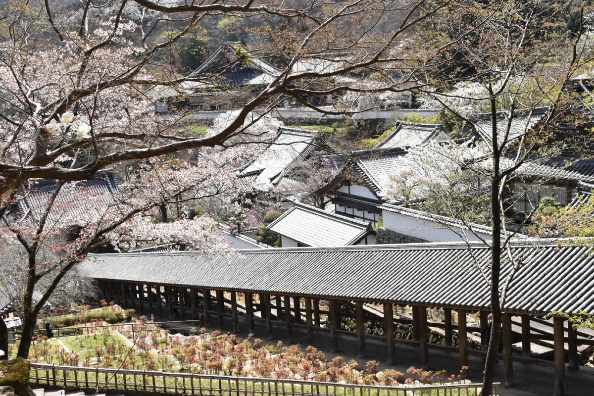 長谷寺！①

桜がちょうどよかった！