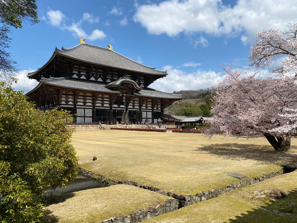 東大寺！
桜が綺麗！