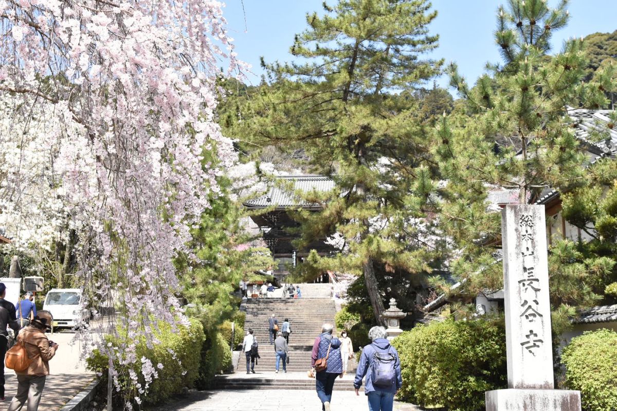 長谷寺！①

桜がちょうどよかった！