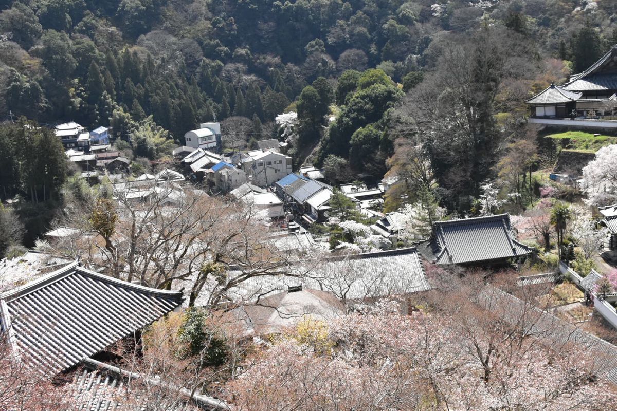 長谷寺！②

桜満開！