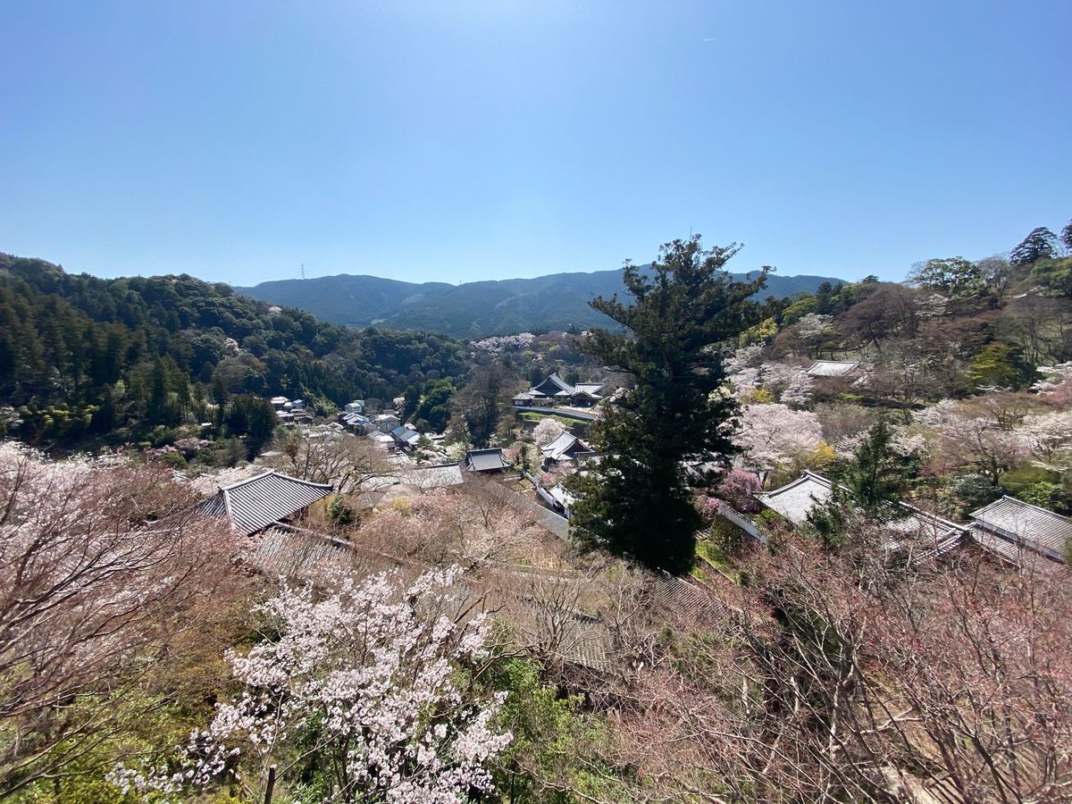 長谷寺！②

桜満開！