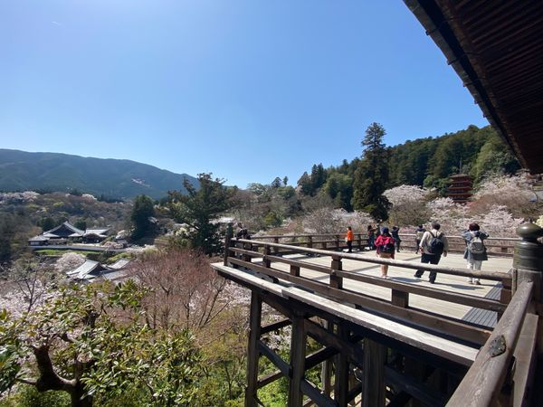 日本・奈良県「のんびり奈良旅！」の写真：長谷寺！②

桜満開！